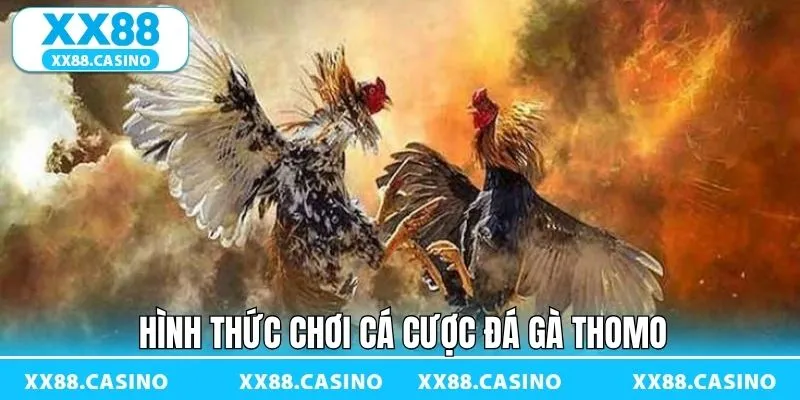 Đa dạng hình thức chọi gà tại đấu trường Thomo