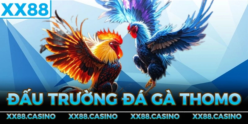 dau-truong-da-ga-Thomo